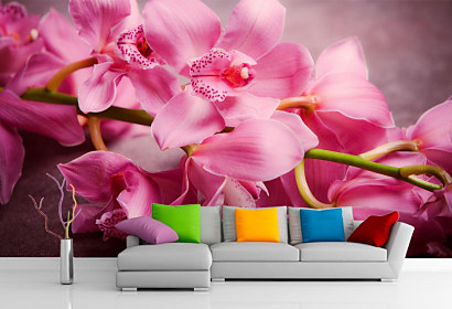 Fototapeta Kúzelná orchidea 1115